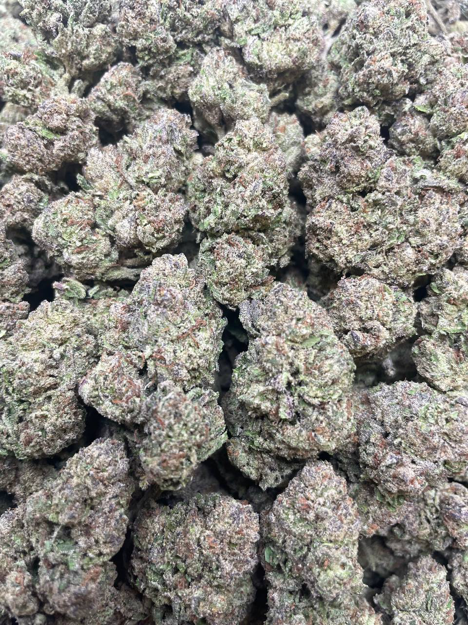 Frozen Blueberriez strain